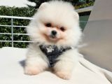 Pomeranian Boo Teddy Bear Yavrular