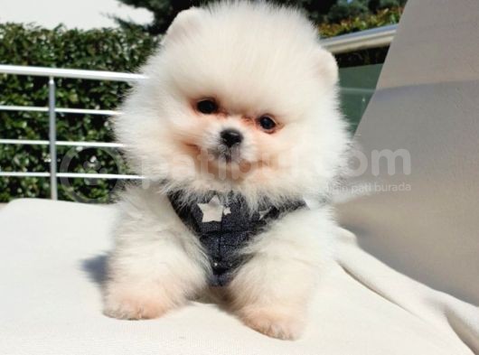 Pomeranian Boo Teddy Bear Yavrular görsel