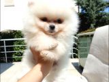Pomeranian Boo Teddy Bear Yavrular