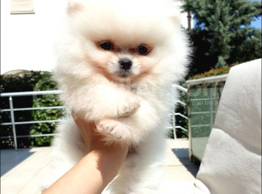 Pomeranian Boo Teddy Bear Yavrular görsel