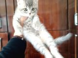 British Shorthair Yavruları