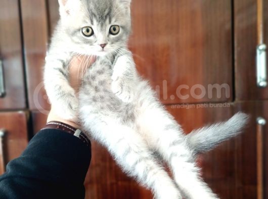 British Shorthair Yavruları