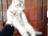 British Shorthair Yavruları