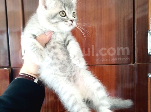 British Shorthair Yavruları görsel