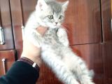 British Shorthair Yavruları