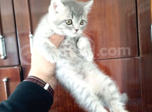 British Shorthair Yavruları görsel