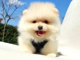 Orijinal Pomeranian Boo Yavrularımız