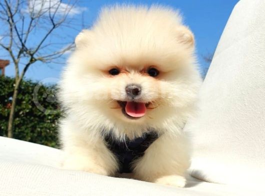 Orijinal Pomeranian Boo Yavrularımız görsel