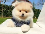 Orijinal Pomeranian Boo Yavrularımız
