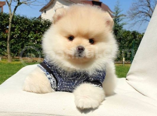 Orijinal Pomeranian Boo Yavrularımız görsel