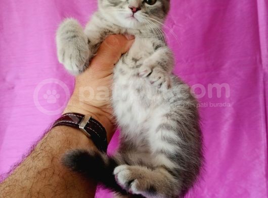Scottish Fold Silver Tabby görsel