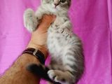 Scottish Fold Yavrular