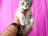 Scottish Fold Silver Tabby