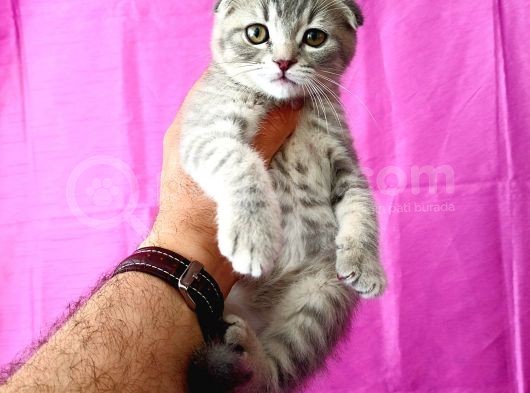 Scottish Fold Silver Tabby görsel