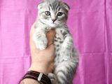 Scottish Fold Silver Tabby