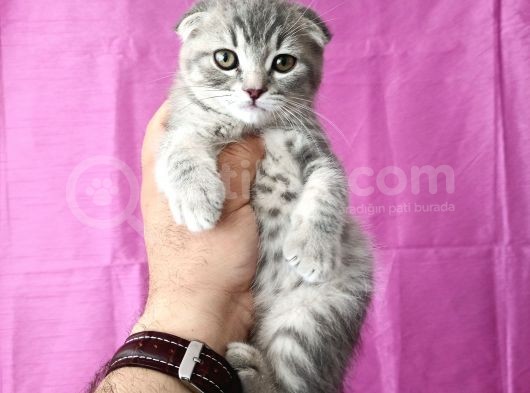 Scottish Fold Silver Tabby görsel