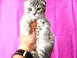 Scottish Fold Yavrular