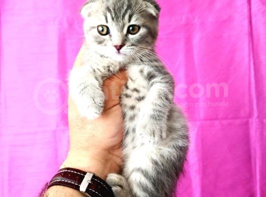 Scottish Fold Yavrular