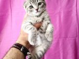 Scottish Fold Silver Tabby