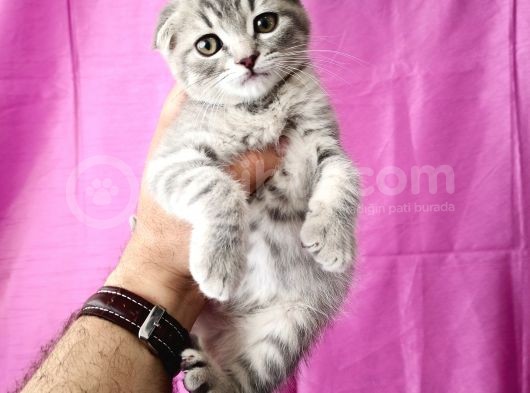 Scottish Fold Yavrular görsel