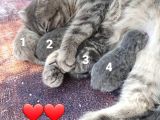 2 Günlük Yeni Doğdu Yavrularımız