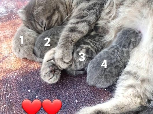 2 Günlük Yeni Doğdu Yavrularımız