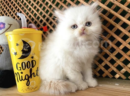 Safkan Süper Kalite Red Point British Longhair Yavrumuz Hobbit görsel