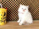 Safkan Süper Kalite Red Point British Longhair Yavrumuz Hobbit