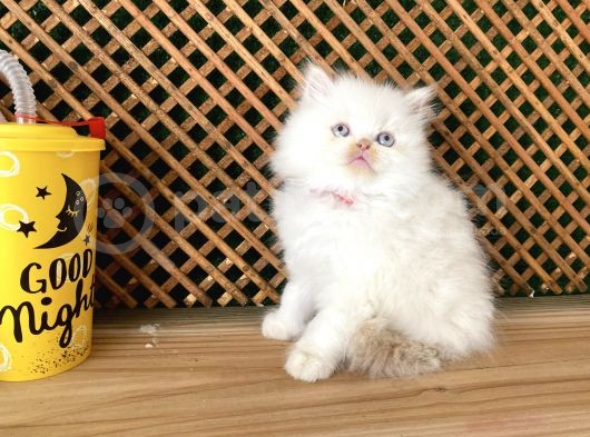 Safkan Süper Kalite Red Point British Longhair Yavrumuz Hobbit