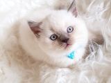 Safkan Sağlıklı Lilac British Shorthair Yavrumuz Milky