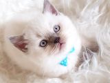 Safkan Sağlıklı Lilac British Shorthair Yavrumuz Milky