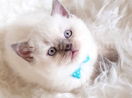 Safkan Sağlıklı Lilac British Shorthair Yavrumuz Milky
