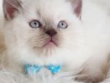 Safkan Sağlıklı Lilac British Shorthair Yavrumuz Milky