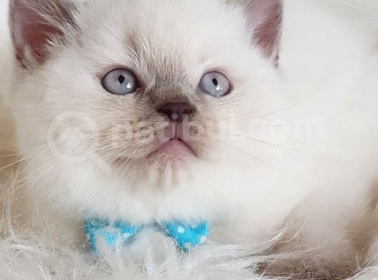 Safkan Sağlıklı Lilac British Shorthair Yavrumuz Milky görsel