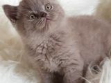 Safkan Sağlıklı Lilac British Shorthair Yavrumuz Choco