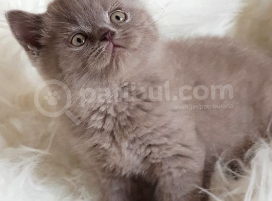 Safkan Sağlıklı Lilac British Shorthair Yavrumuz Choco görsel