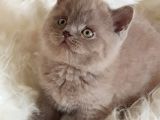 Safkan Sağlıklı Lilac British Shorthair Yavrumuz Choco