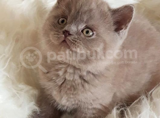 Safkan Sağlıklı Lilac British Shorthair Yavrumuz Choco görsel