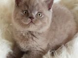 Safkan Sağlıklı Lilac British Shorthair Yavrumuz Choco