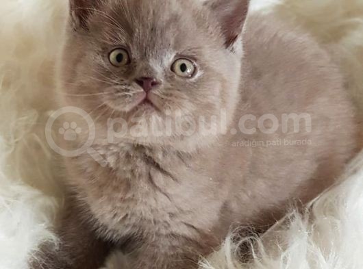 Safkan Sağlıklı Lilac British Shorthair Yavrumuz Choco