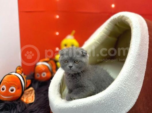 Scottish Fold / Yavrumuz Yuva Arıyor.