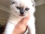 Safkan Scottish Fold Blue Point Erkek Yavru