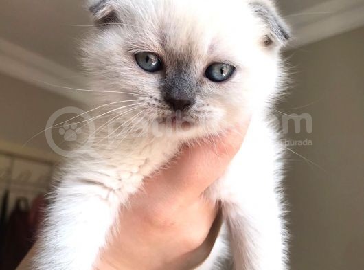 Safkan Scottish Fold Blue Point Erkek Yavru