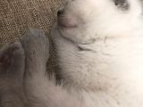 Safkan Scottish Fold Blue Point Erkek Yavru