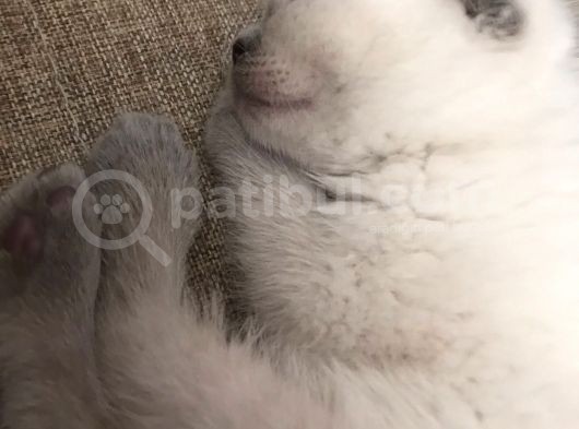 Safkan Scottish Fold Blue Point Erkek Yavru görsel