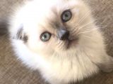 Safkan Scottish Fold Blue Point Erkek Yavru