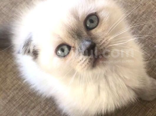 Safkan Scottish Fold Blue Point Erkek Yavru görsel