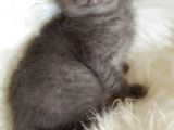 Çocuklarla Iyi Anlaşan Blue British Shorthair Yavrumuz Otto