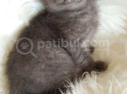 Çocuklarla Iyi Anlaşan Blue British Shorthair Yavrumuz Otto görsel
