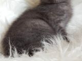 Çocuklarla Iyi Anlaşan Blue British Shorthair Yavrumuz Otto